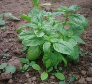 basilic 2 - Bretagne, France