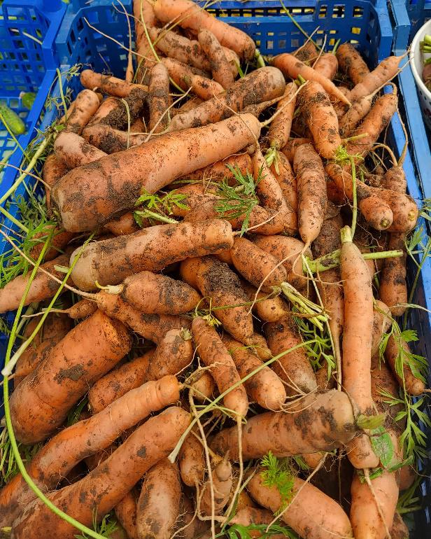 carottes 1 - Bretagne, France