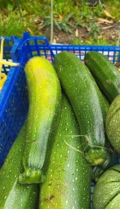 Courgettes 2 e1709388128343 - Bretagne, France