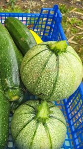 Courgettes 3 e1709387940105 - Bretagne, France