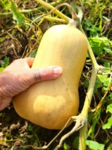 La vie au Potager en octobre 3 - Bretagne, France
