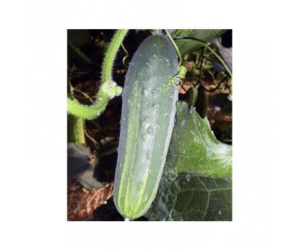 concombre marketmore 97 - Bretagne, France