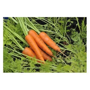 graines de carotte de colmar ab - Bretagne, France