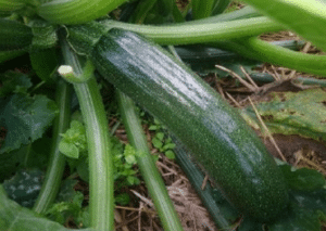 Courgettes - Bretagne, France