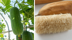 luffa - Bretagne, France