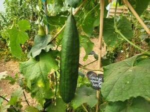 20250831 105058 - Bretagne, France